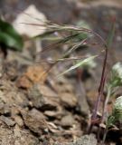 Anisantha tectorum