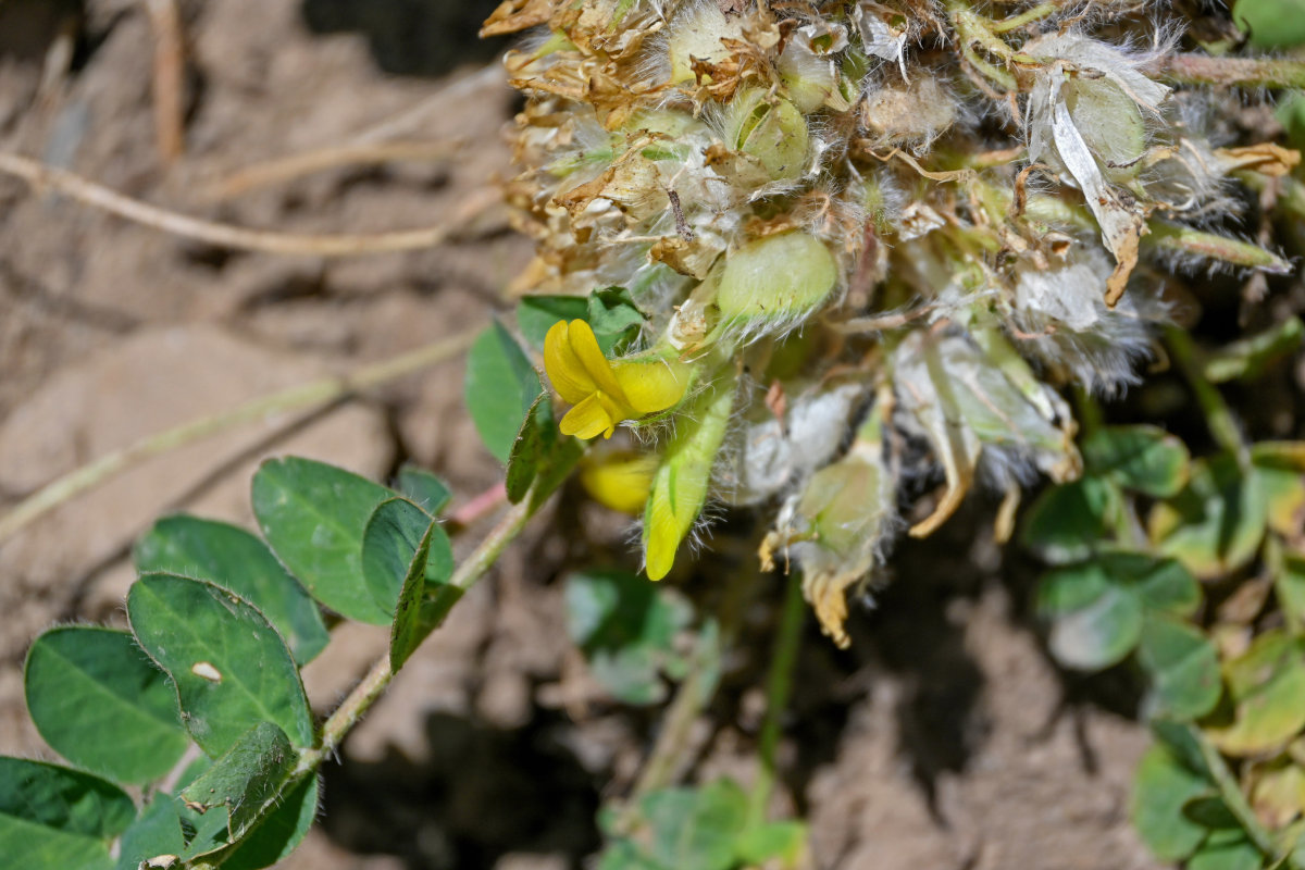 Изображение особи род Astragalus.