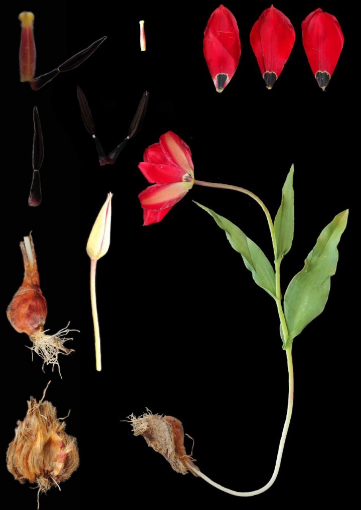 Image of Tulipa lanata specimen.