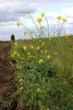 Brassica campestris