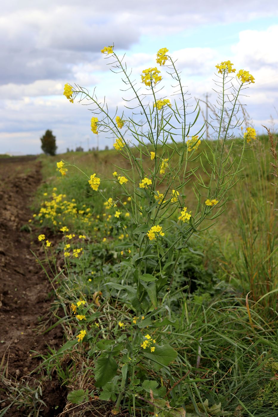 Изображение особи Brassica campestris.