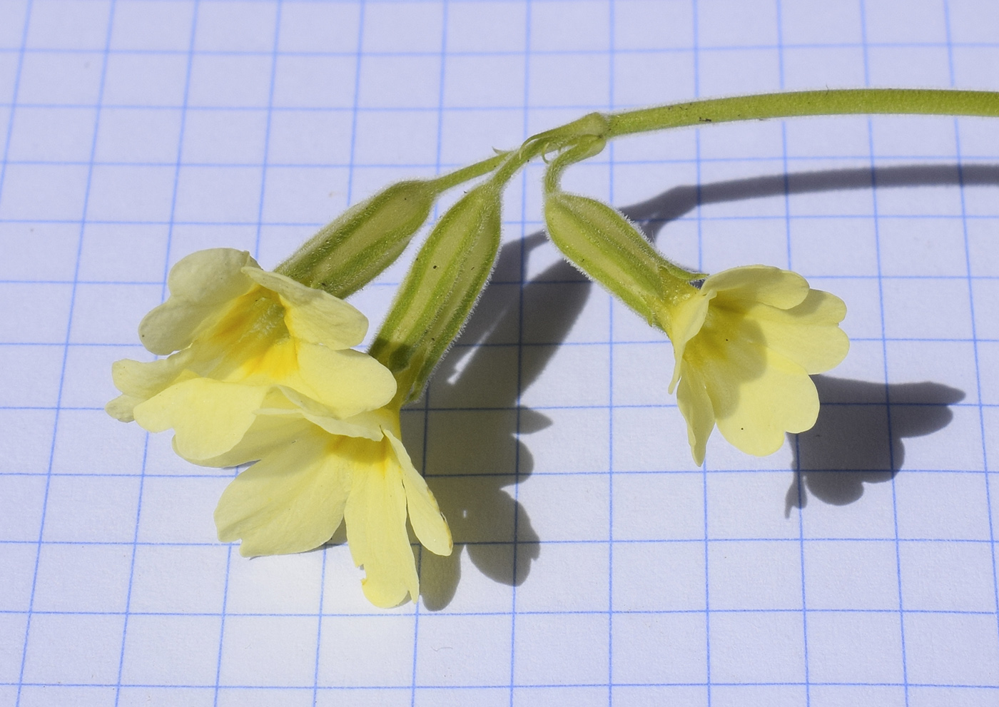 Изображение особи Primula intricata.