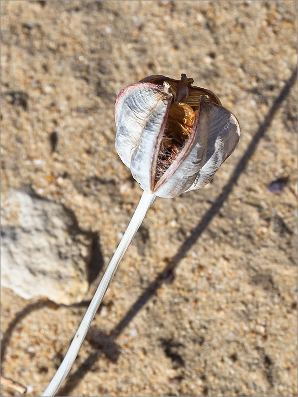 Image of Tulipa sogdiana specimen.