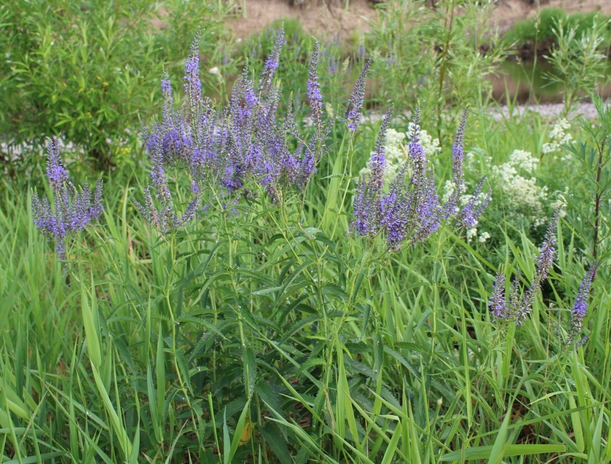 Изображение особи Veronica longifolia.