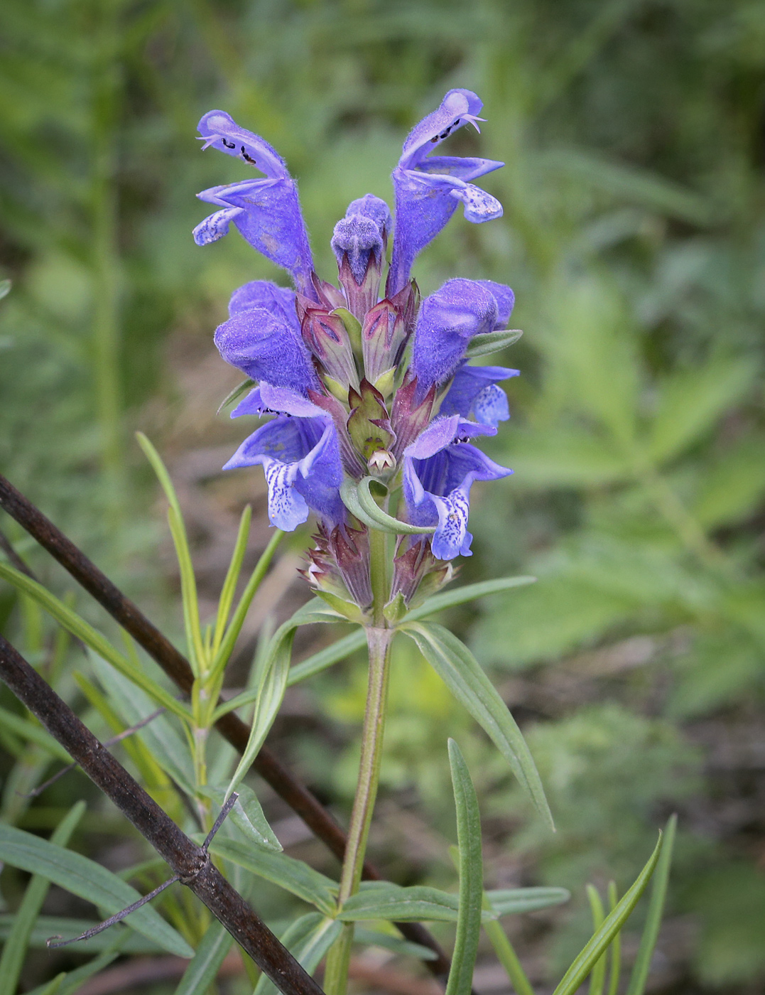 Изображение особи Dracocephalum ruyschiana.