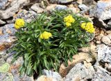 Patrinia sibirica. Цветущее растение с кормящейся мухой. Приморский край, Ольгинский р-н, гора Снежная, выс. 1640 м н.у.м., каменная россыпь. 25.06.2023.