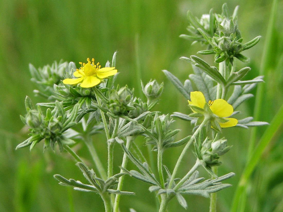 Изображение особи Potentilla impolita.