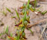 Crotalaria pallida