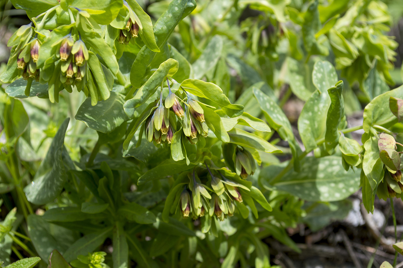 Изображение особи Cerinthe glabra ssp. caucasica.