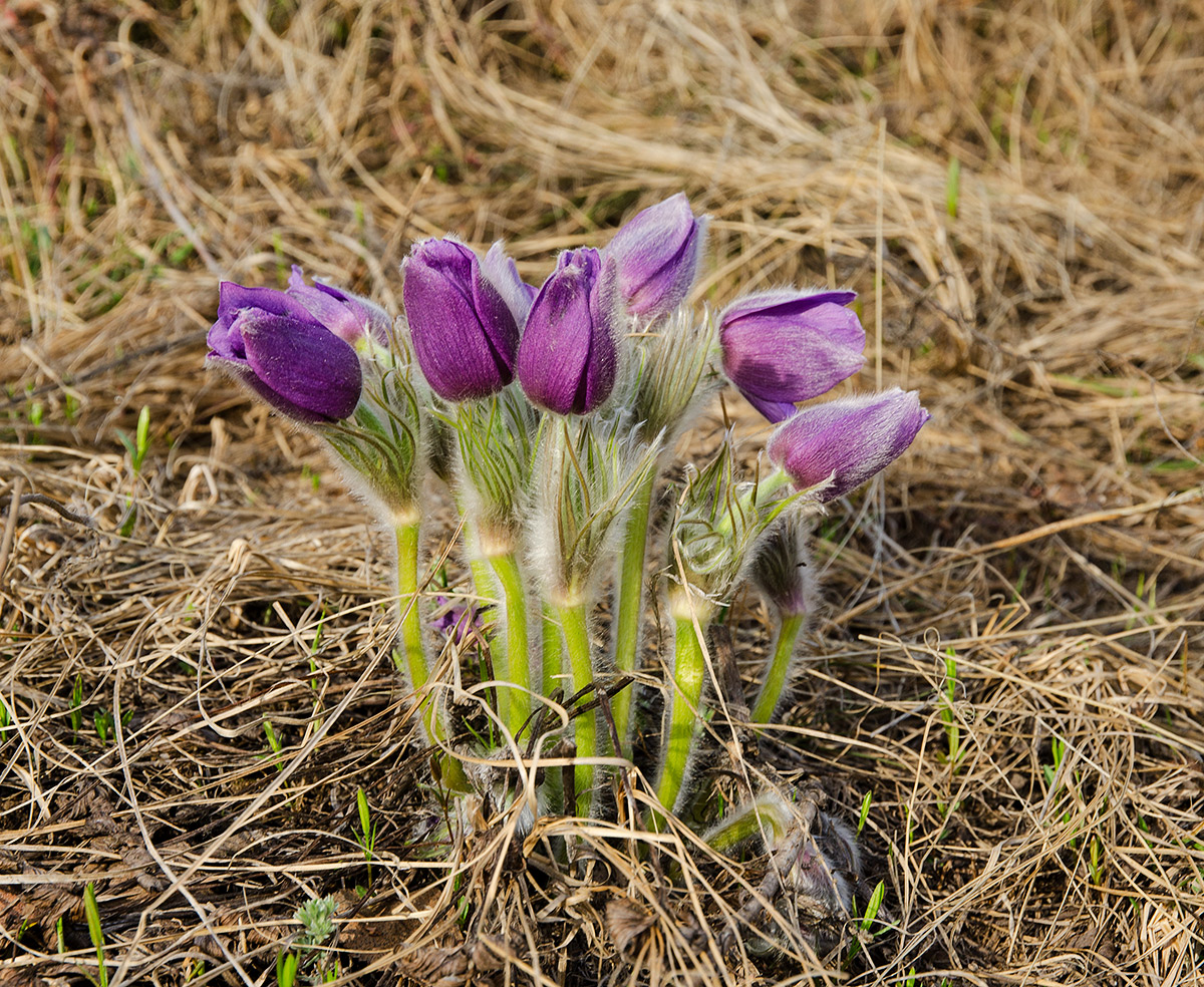 Изображение особи род Pulsatilla.