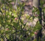 Vaccinium myrtillus. Верхушка цветущей веточки. Пермский край, г. Пермь, Дзержинский р-н, м-н Акуловский, смешанный лес. 13.05.2023.