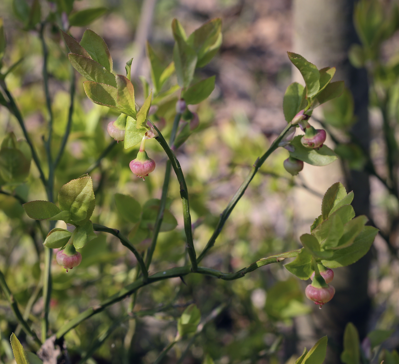 Изображение особи Vaccinium myrtillus.