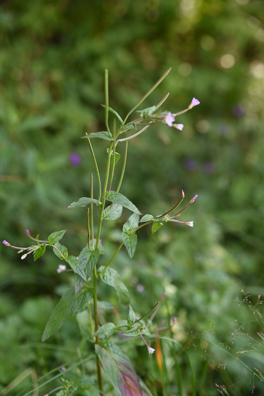 Изображение особи род Epilobium.