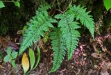 Polystichum braunii. Спороносящее растение. Грузия, Аджария, национальный парк \"Мтирала\", широколиственный лес. 17.06.2023.