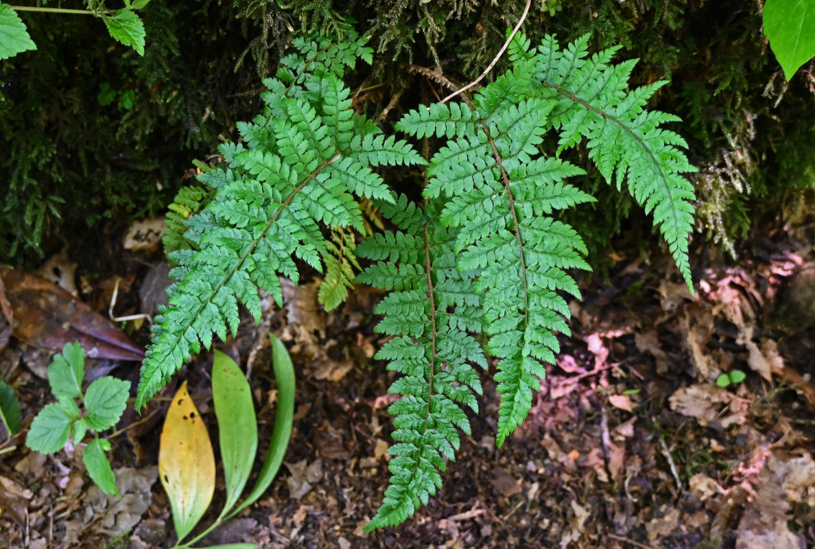 Изображение особи Polystichum braunii.