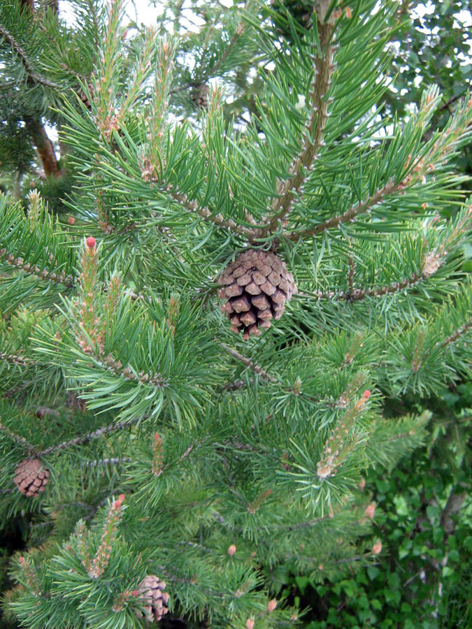 Изображение особи Pinus sylvestris.