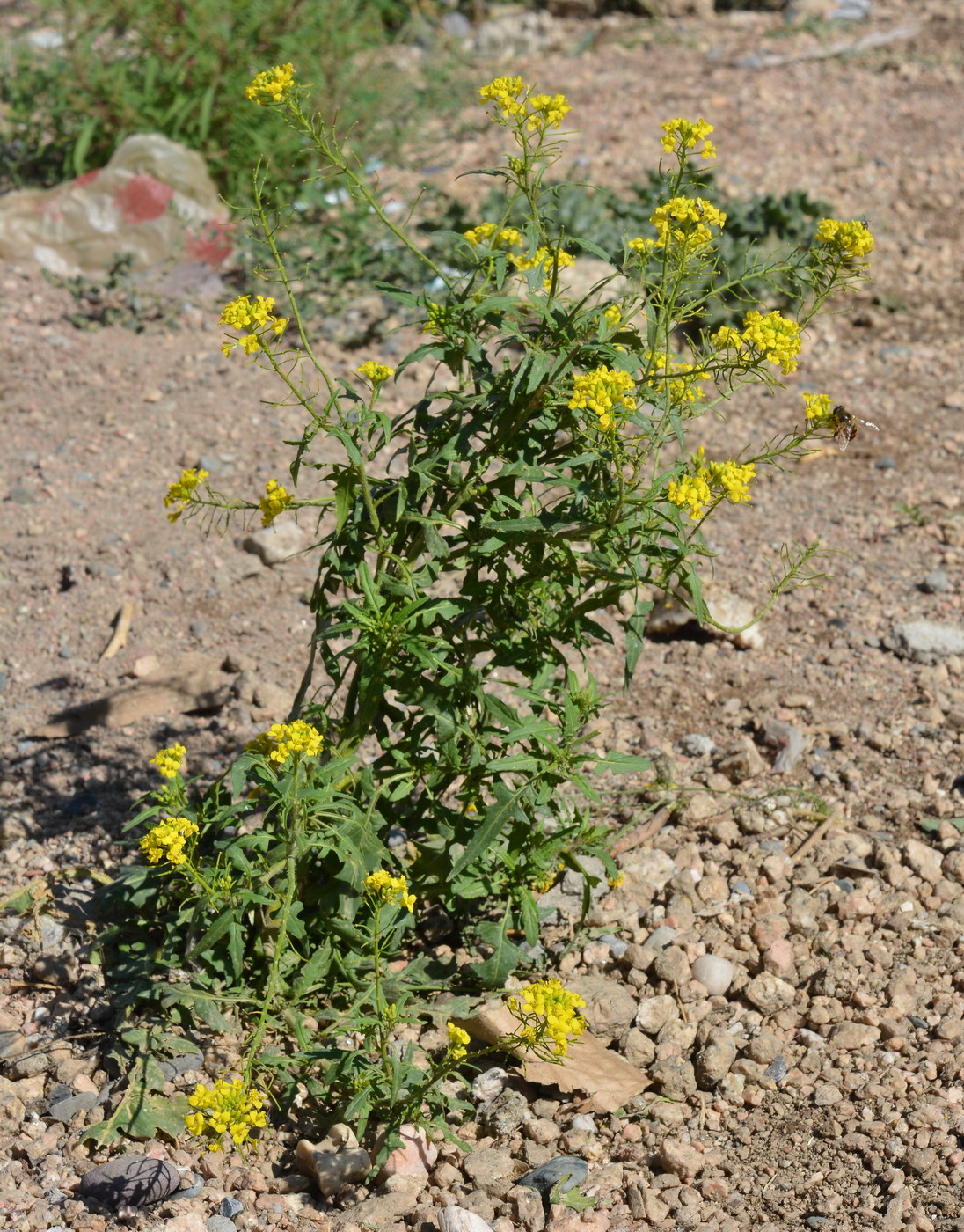 Image of Sisymbrium loeselii specimen.