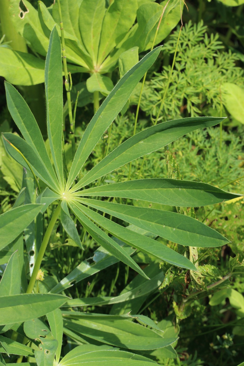 Изображение особи Lupinus polyphyllus.