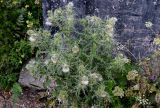 Cirsium echinus