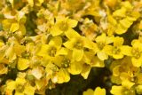 Draba bryoides. Цветки. Карачаево-Черкесия, Карачаевский р-н, Большой Кавказ, левый борт долины Чиринкол, восточный склон хребта под перевалом Доломиты Северный, ≈ 3470 м н.у.м., скальный выход. 22.07.2023.