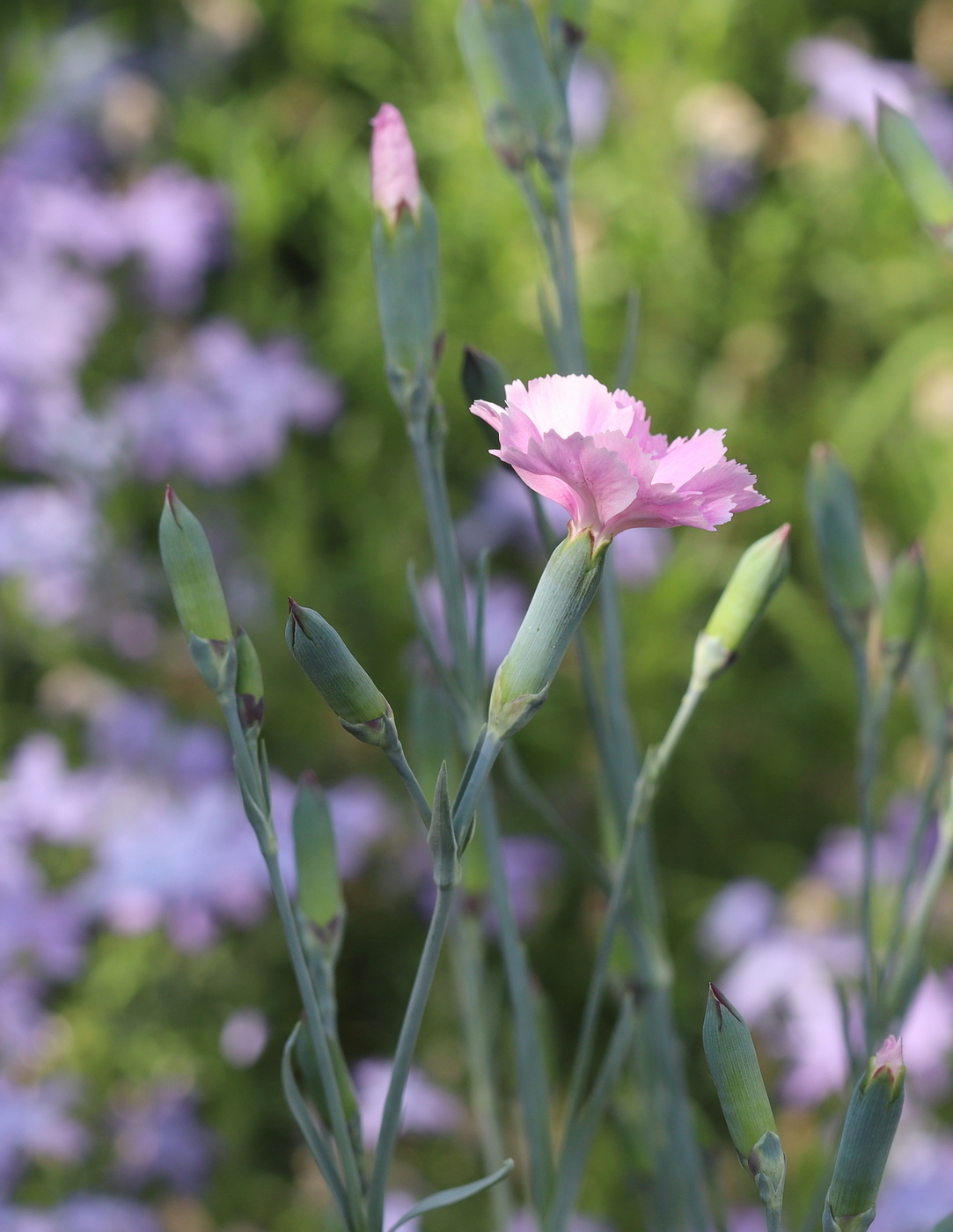 Изображение особи Dianthus caryophyllus.