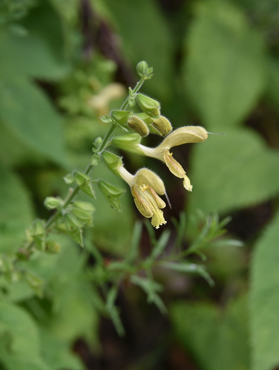 Изображение особи Salvia glutinosa.