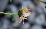 Arctanthemum arcticum. Верхушка побега с отцветающим соцветием. Курильские о-ва, о-в Итуруп, бухта Водопадная, на скале. 16.08.2023.