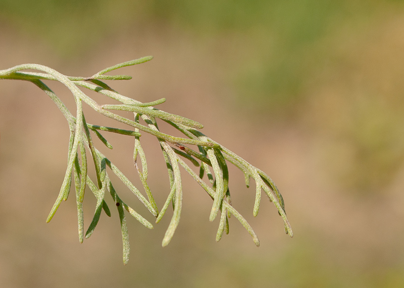 Изображение особи Artemisia jacutica.