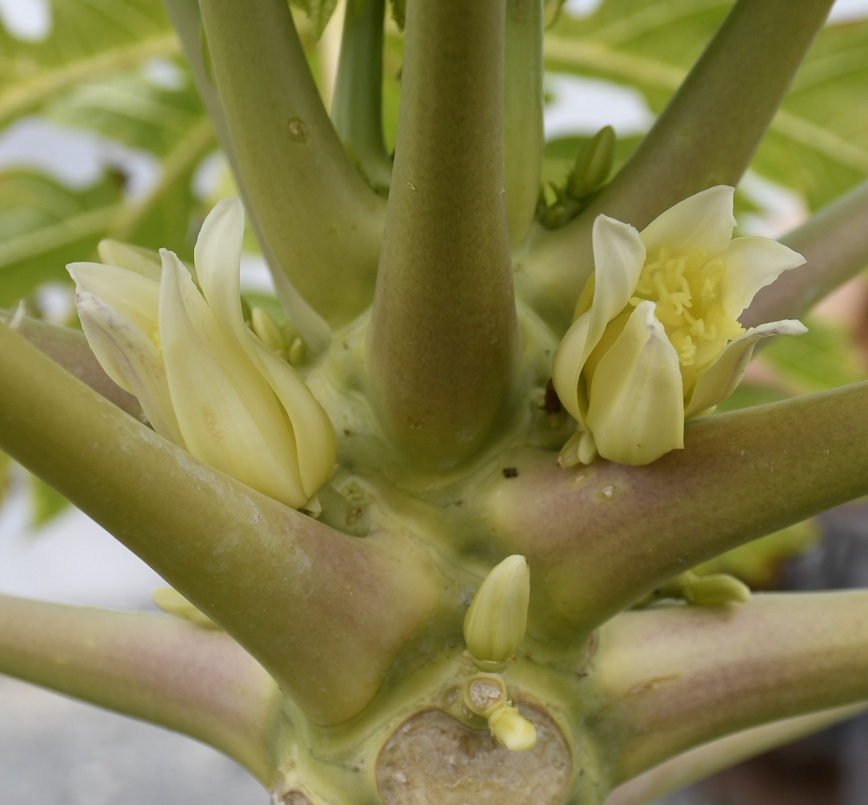 Image of Carica papaya specimen.