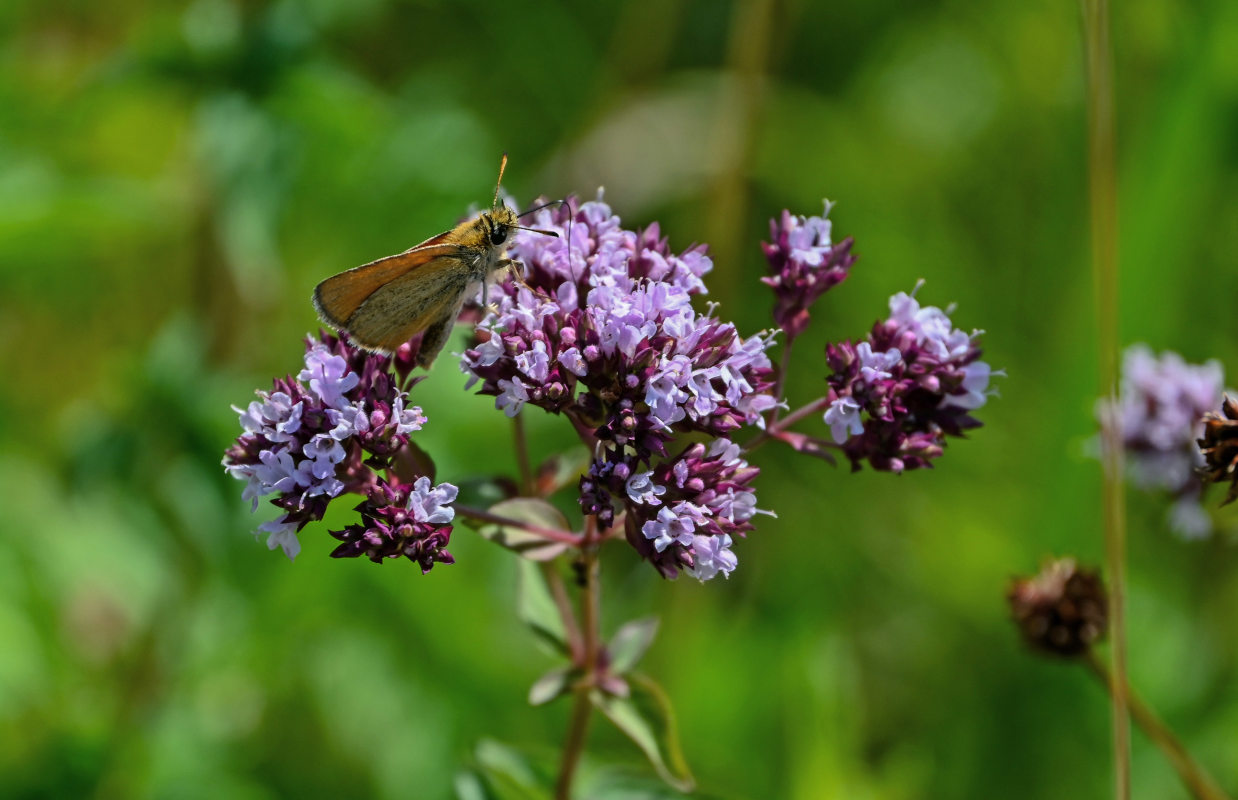 Изображение особи Origanum vulgare.