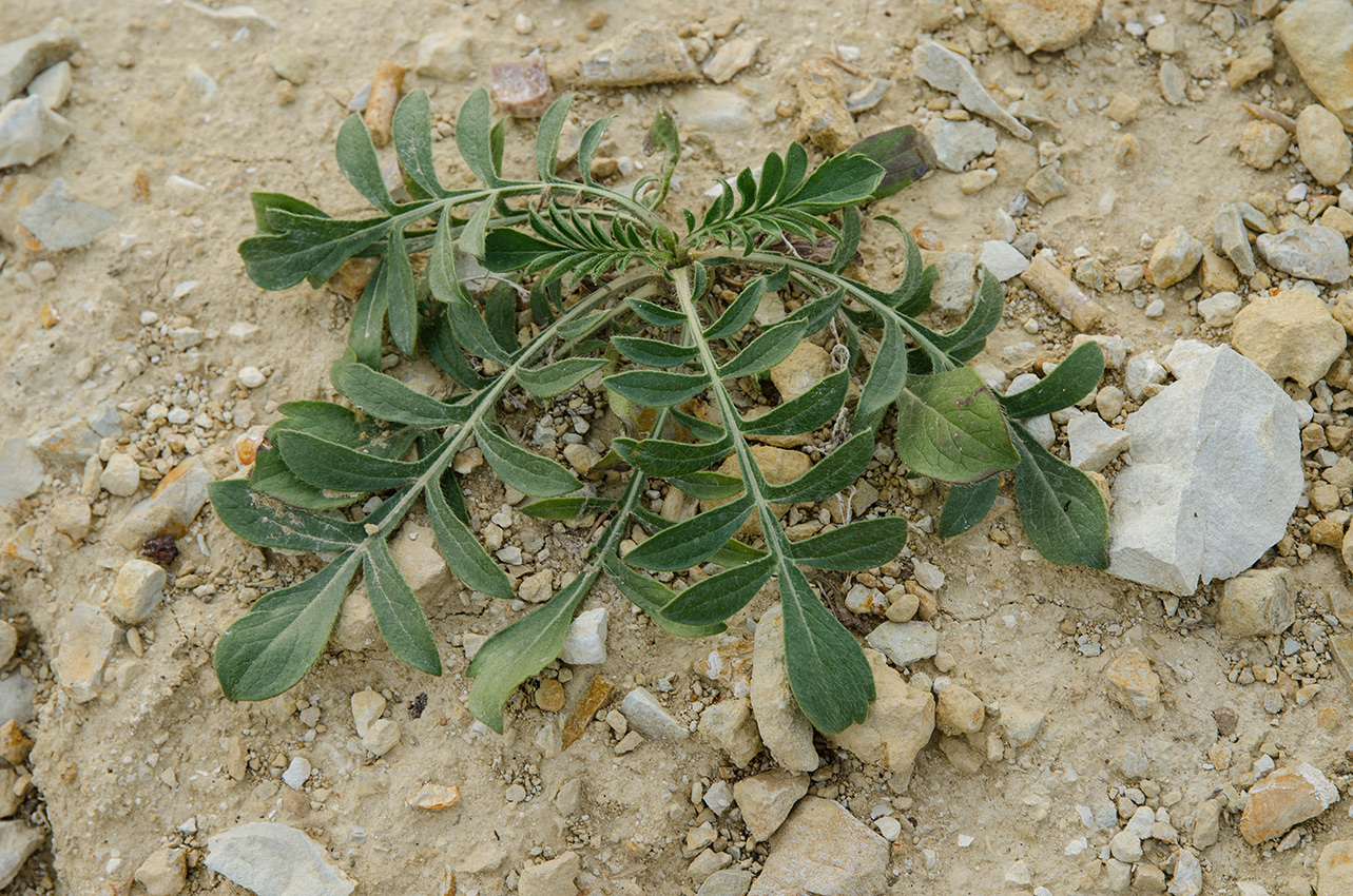 Изображение особи Cephalaria uralensis.