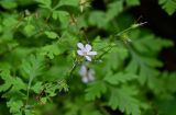 Geranium robertianum. Верхушка побега с цветком и формирующимися плодами. Чечня, Шатойский р-н, Нихалойские водопады, опушка широколиственного леса, каменистый склон. 26.07.2022.