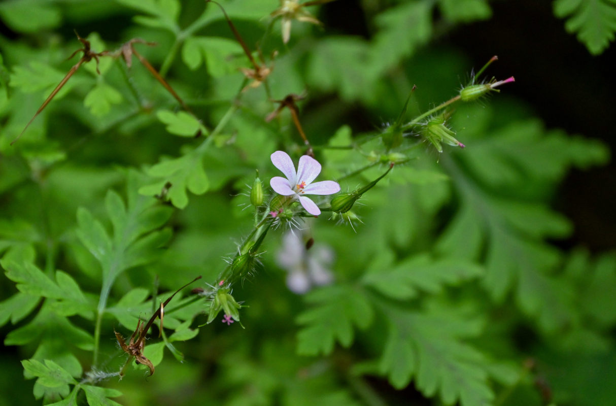 Изображение особи Geranium robertianum.