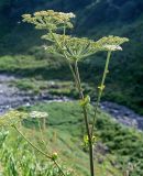 Angelica genuflexa