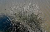 Juncus arabicus