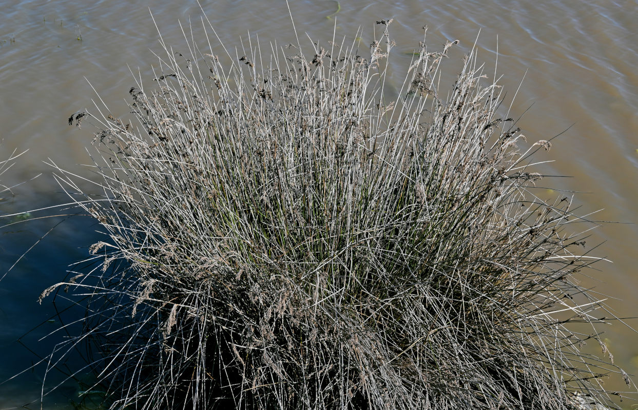 Изображение особи Juncus arabicus.