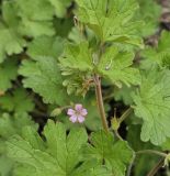 Geranium rotundifolium