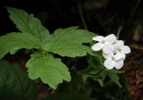 Cardamine bulbifera. Соцветие и лист. Абхазия, Гудаутский р-н, Рицинский реликтовый национальный парк, долина р. Юпшара, широколиственный лес. 13.04.2024.