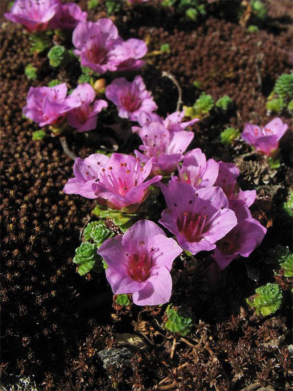 Image of Saxifraga asiatica specimen.