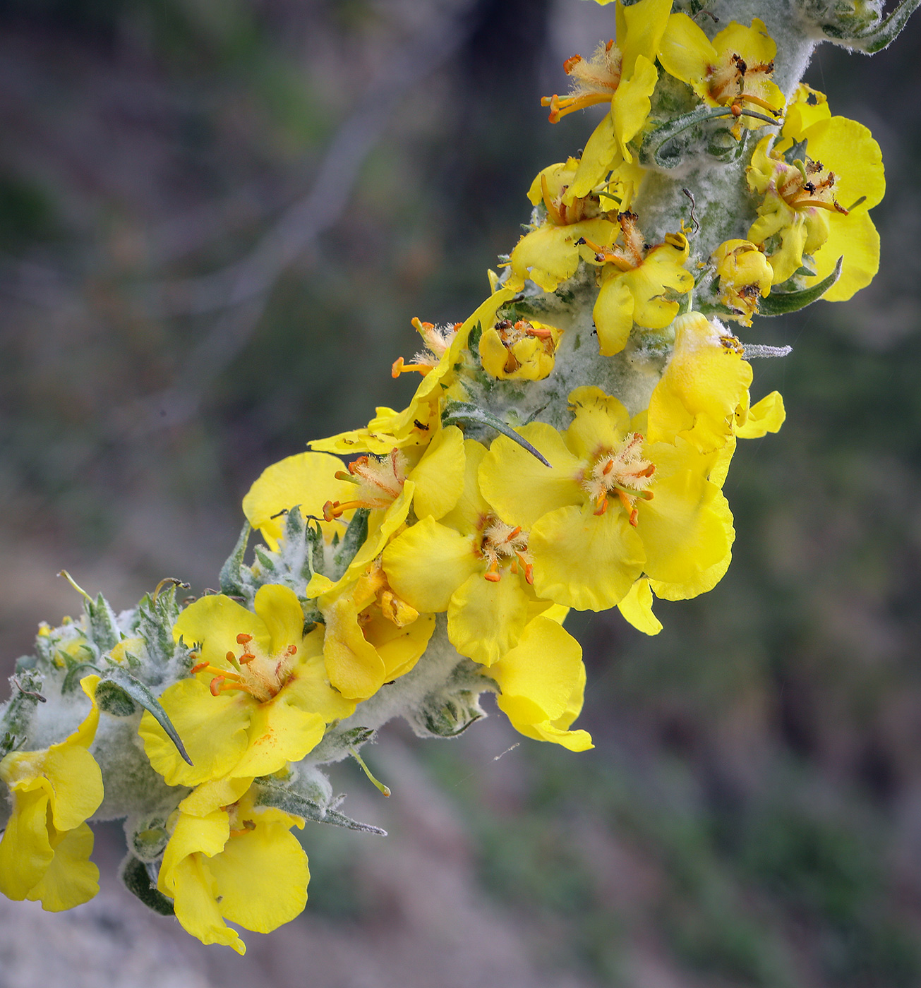 Изображение особи Verbascum gnaphalodes.