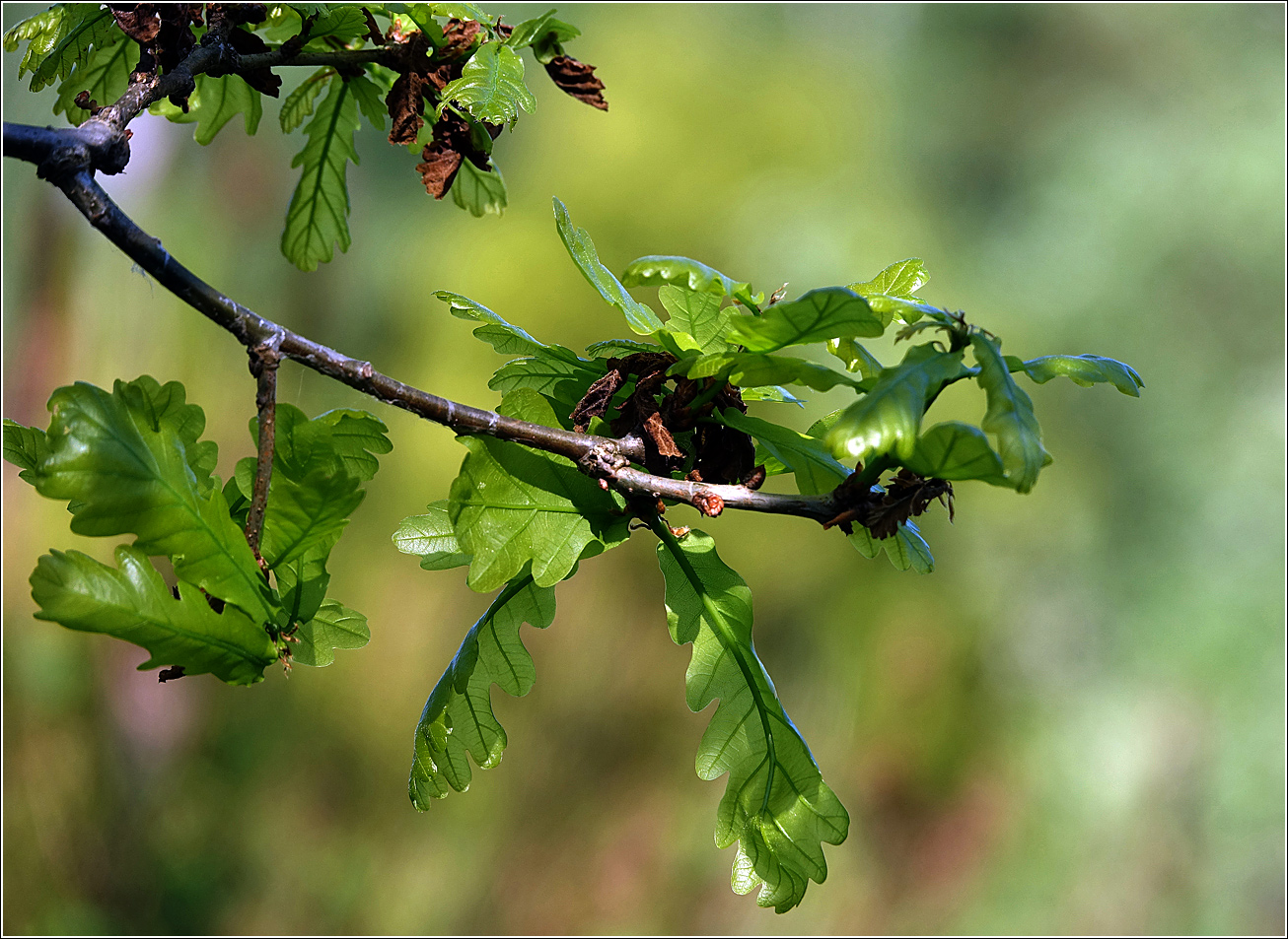 Image of Quercus robur specimen.
