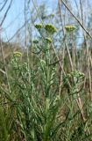 Achillea × submicrantha. Верхняя часть зацветающего растения. Луганская народная республика, г. Луганск, западная окраина, ж. д. 12.06.2024.
