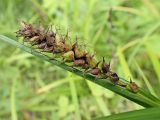 genus Carex