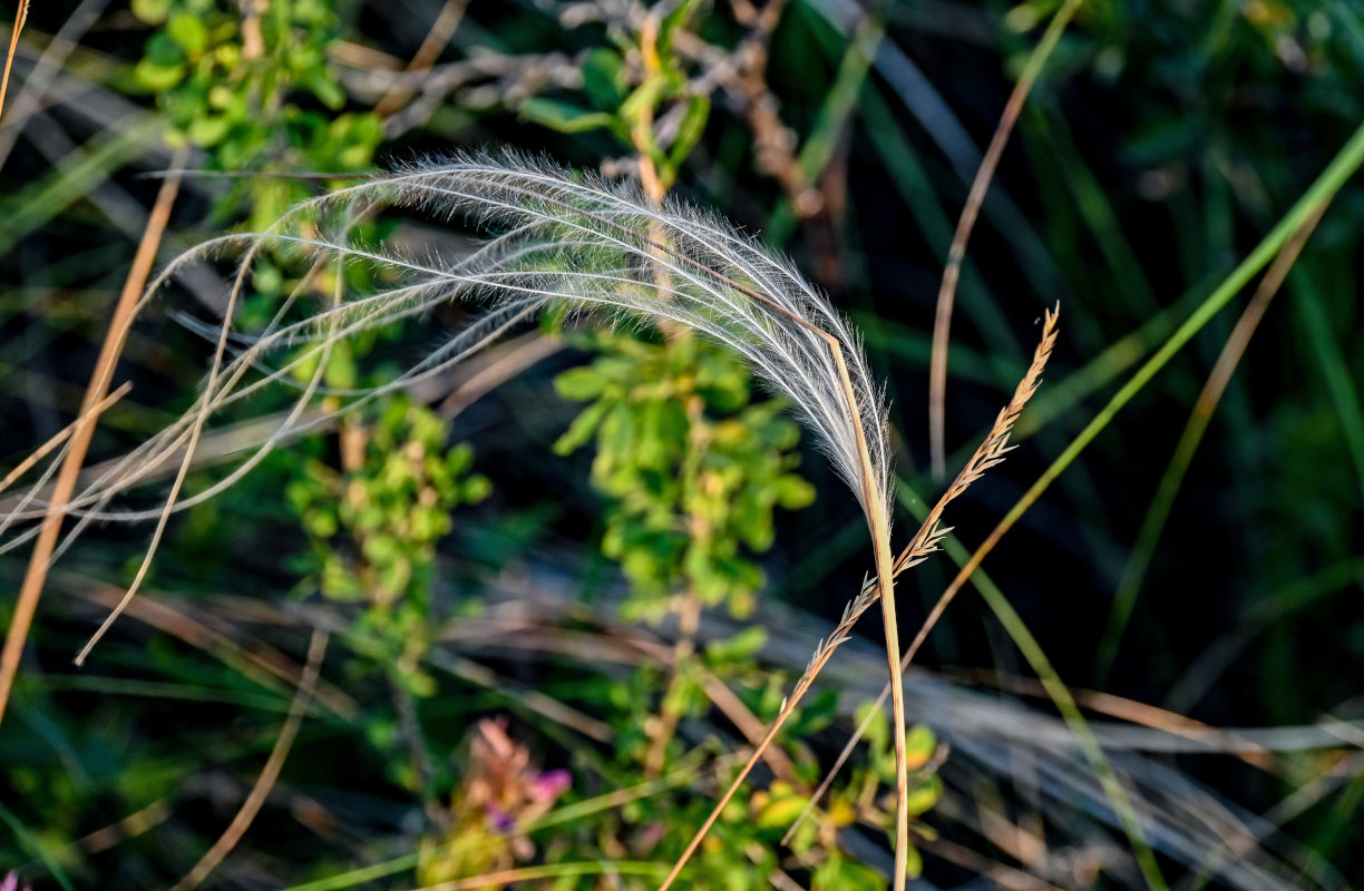 Image of genus Stipa specimen.