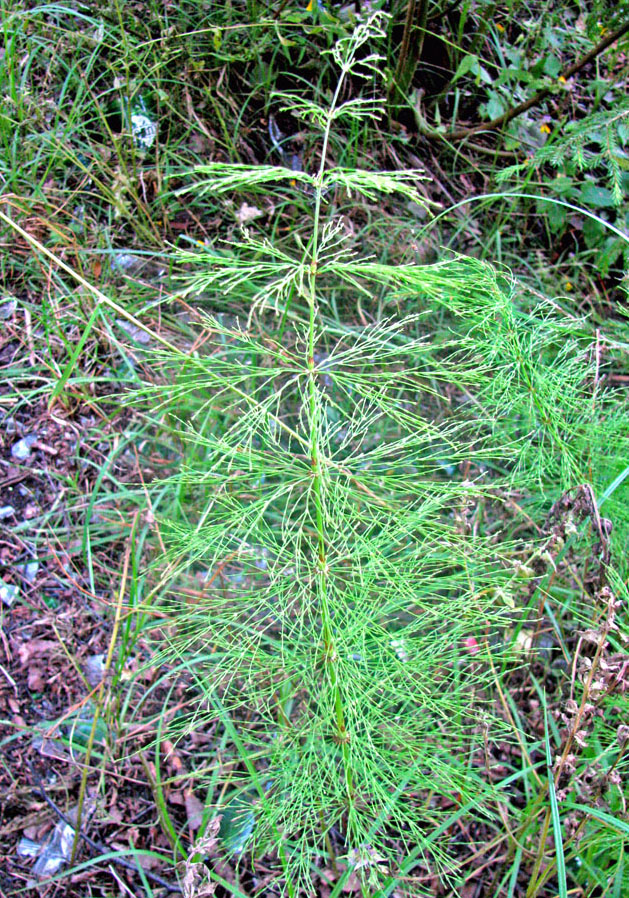 Image of Equisetum sylvaticum specimen.