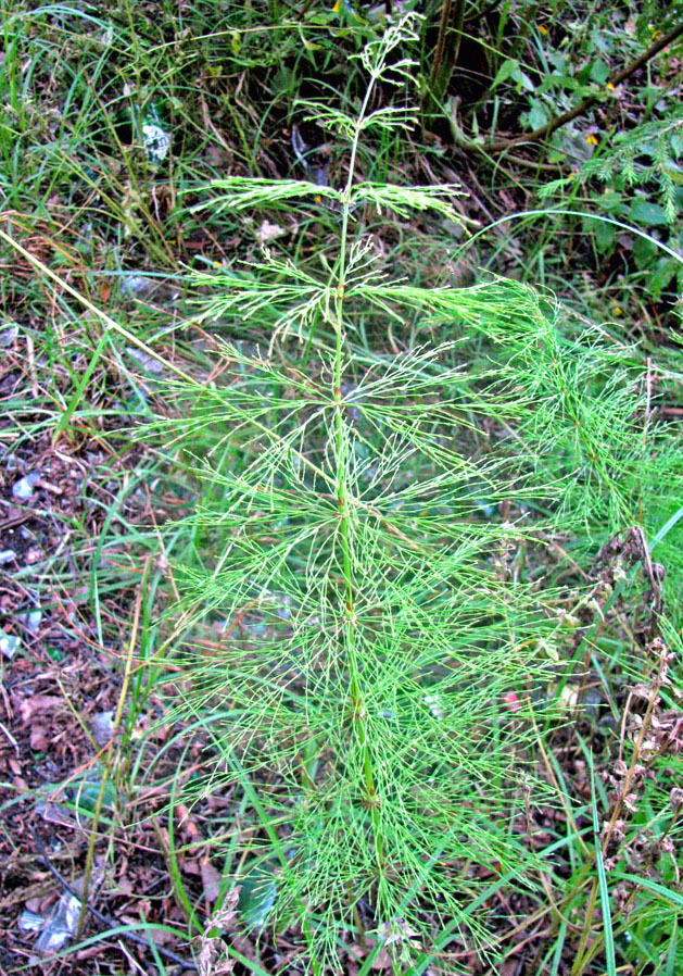 Изображение особи Equisetum sylvaticum.