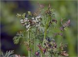 Coriandrum sativum