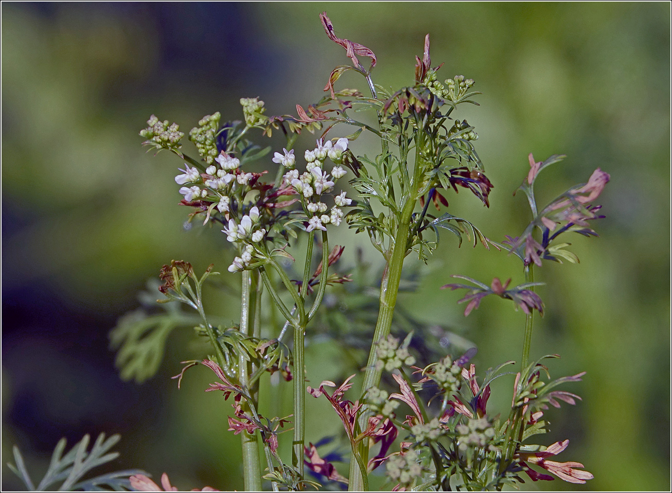 Image of Coriandrum sativum specimen.