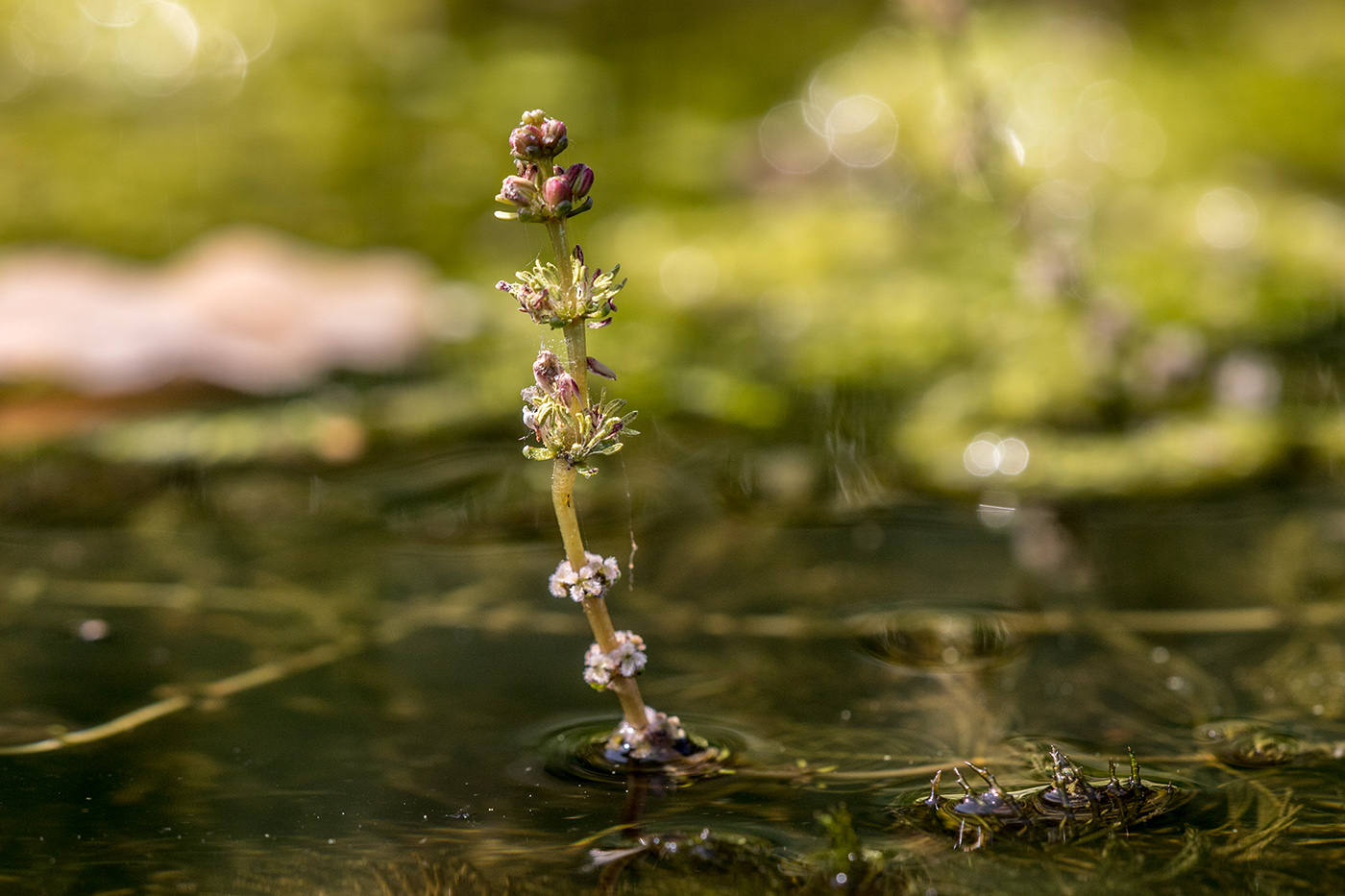 Image of Myriophyllum spicatum specimen.