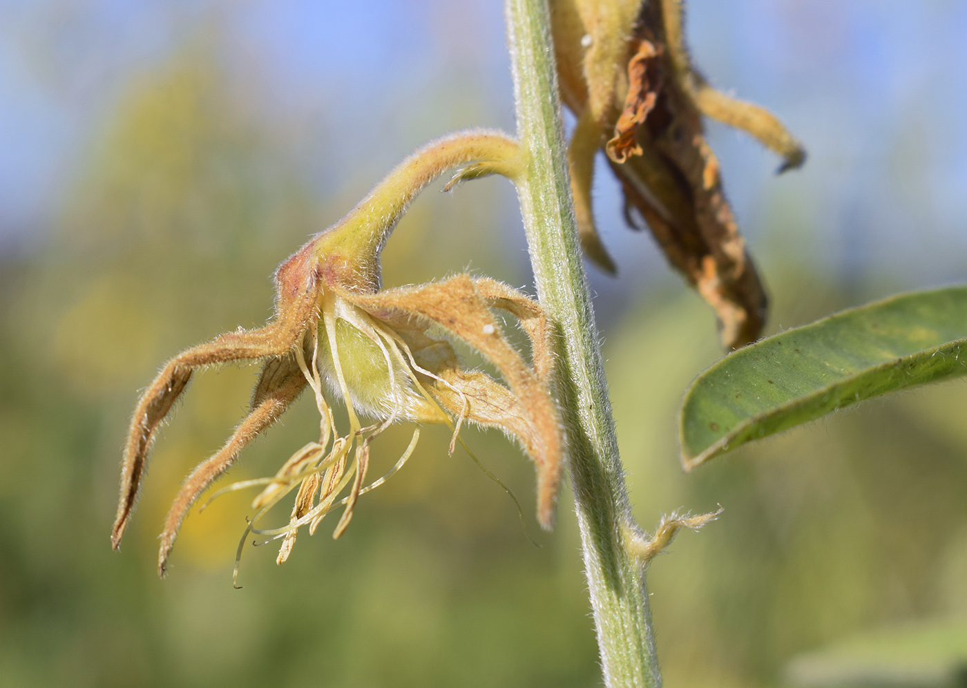 Image of Crotalaria juncea specimen.